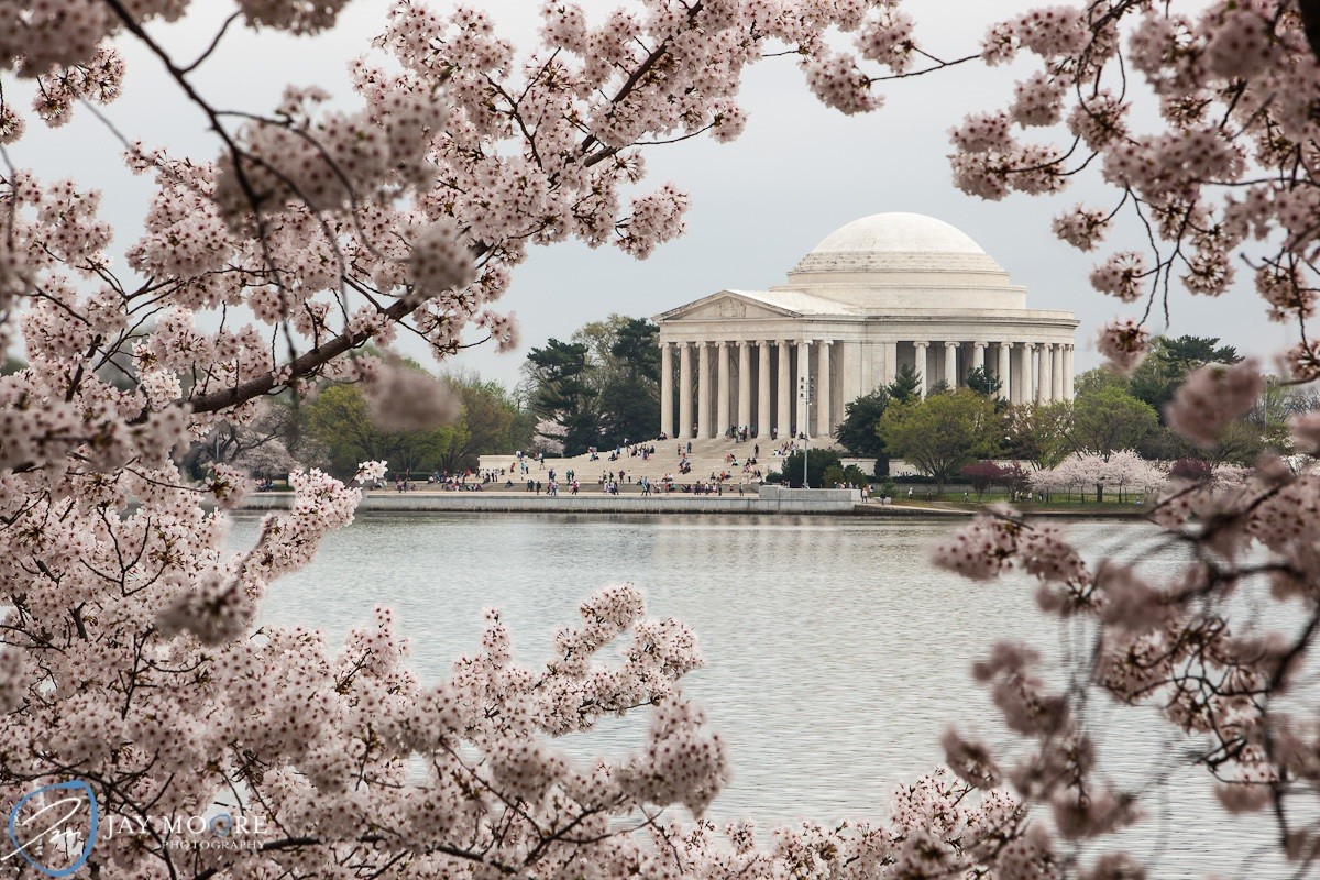 Photo of the hotel Sofitel Washington DC Lafayette Square: Cherry blossoms