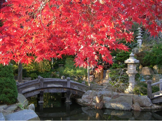 Photo of the hotel Sofitel Washington DC Lafayette Square: Sofitel autumn leaves 9